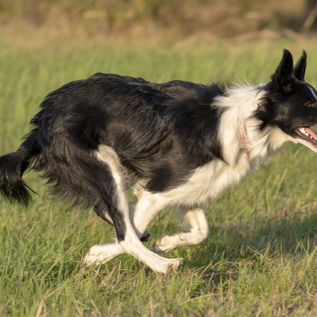 border collie alleen