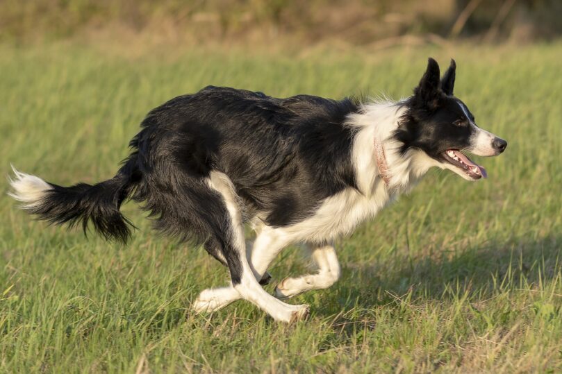 border collie alleen