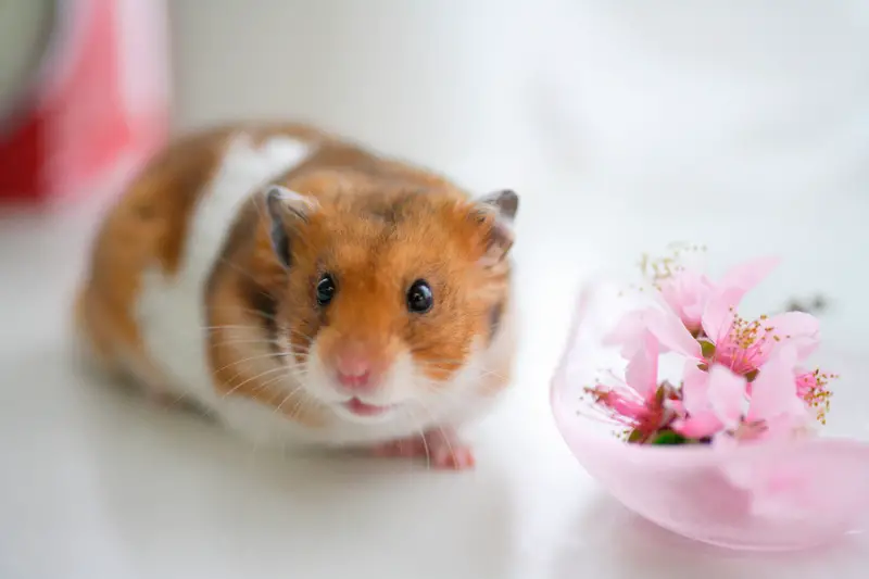 hamster bloem