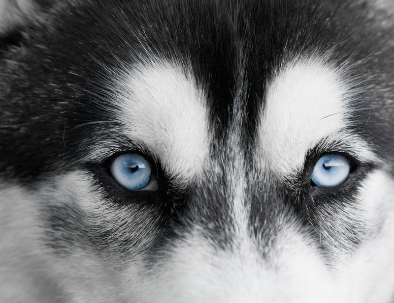 verschil husky malamute0