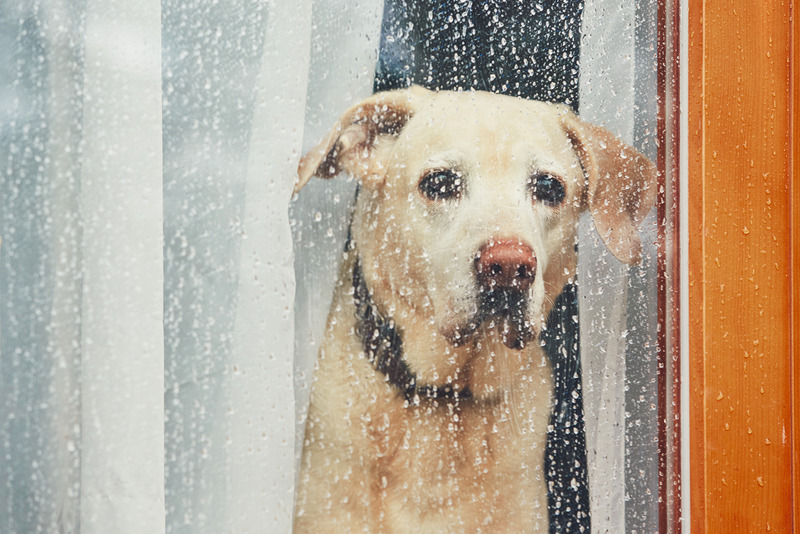 labrador verdrietig