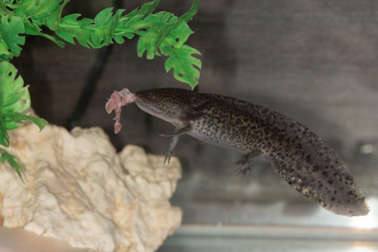 axolotl eten