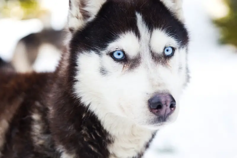 husky blauwe ogen