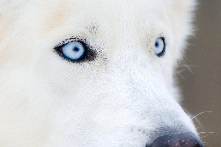 hond blauwe ogen