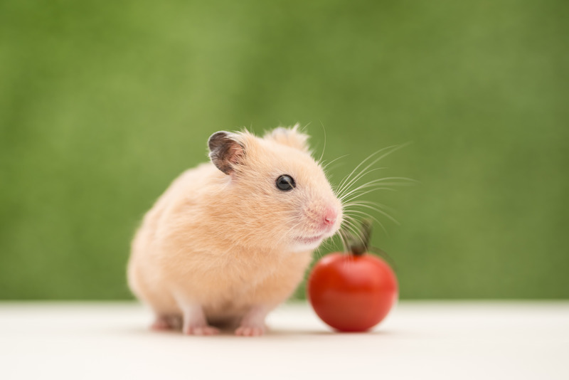 hamster tomaat