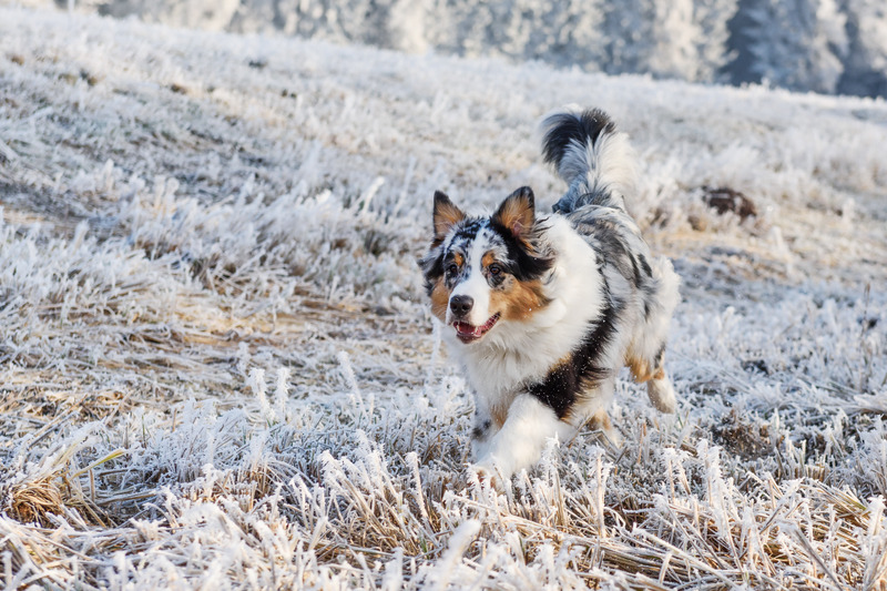australian shepherd blaffen