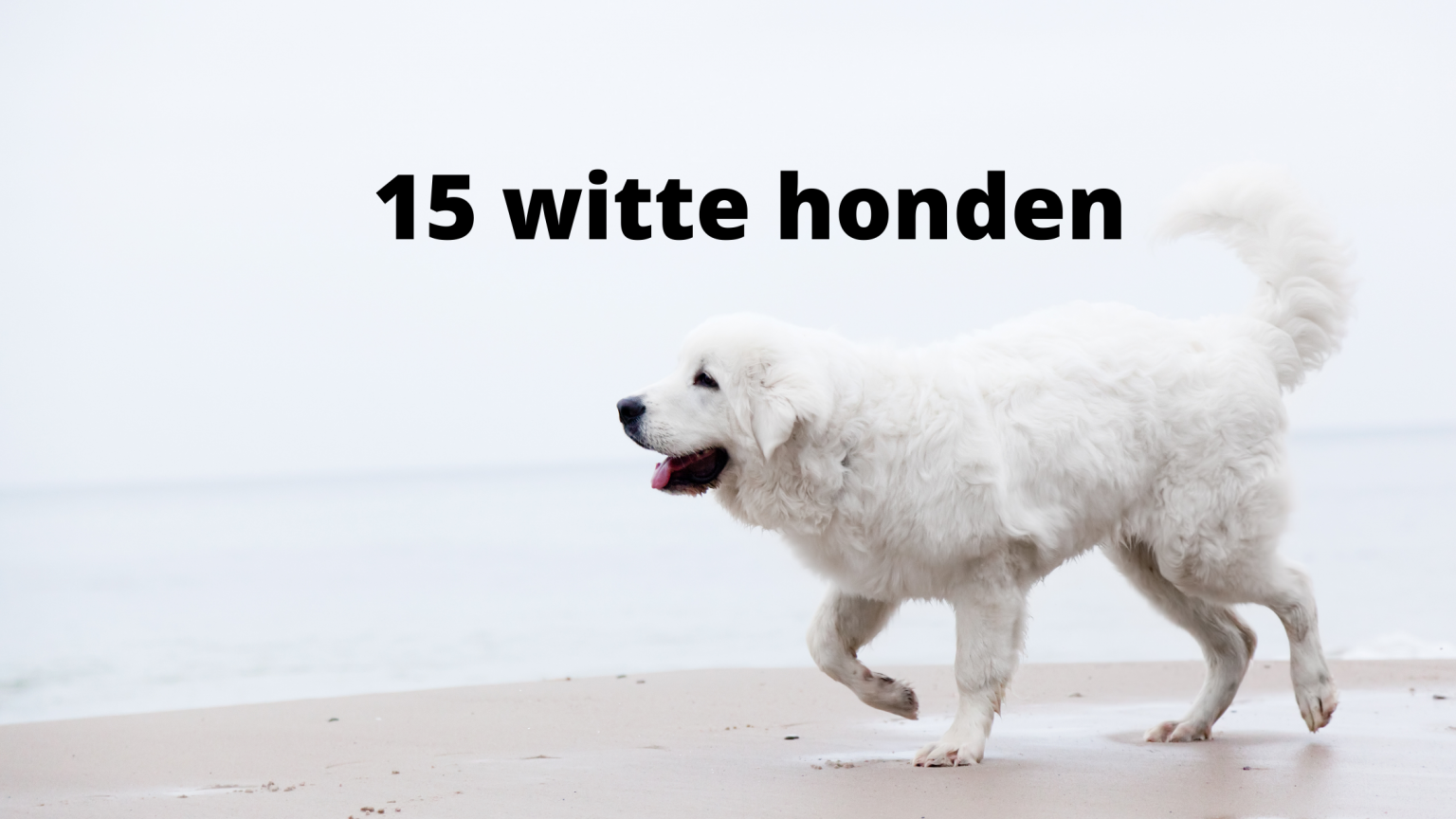 15 bijzondere witte honden - zo wit als sneeuw - huisdieradvies.nl