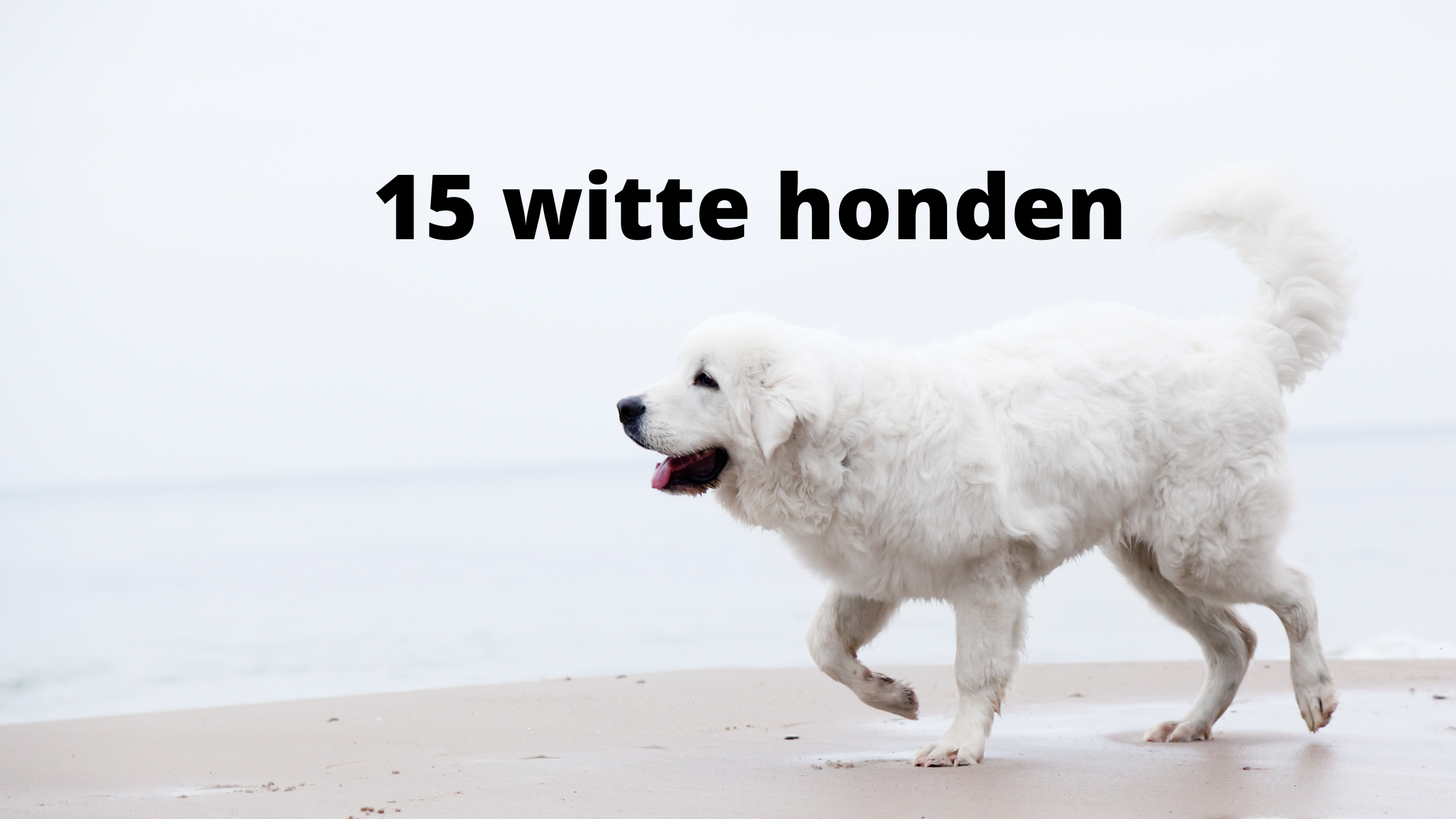 Geheim Antarctica Neem de telefoon op 15 bijzondere witte honden - zo wit als sneeuw - huisdieradvies.nl