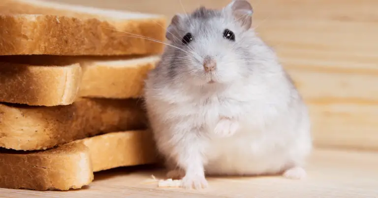hamster brood