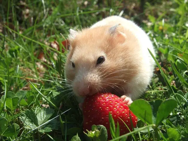 hamster aardbei