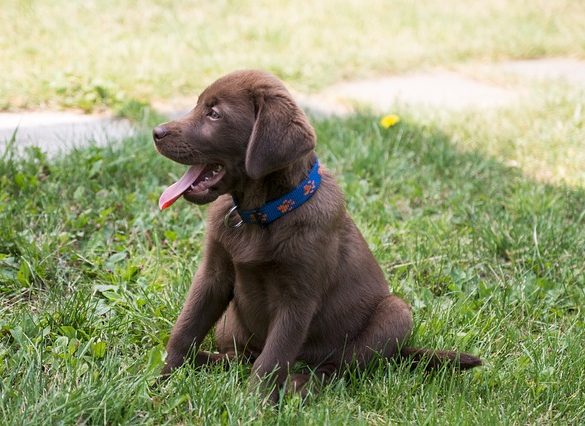 labrador fokkers