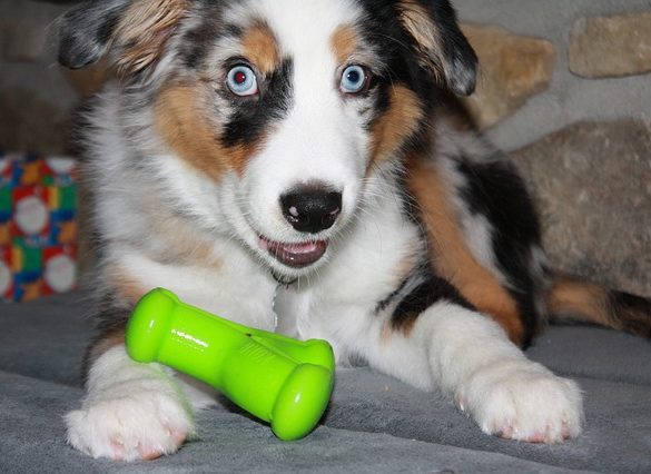 australian shepherd nadelen