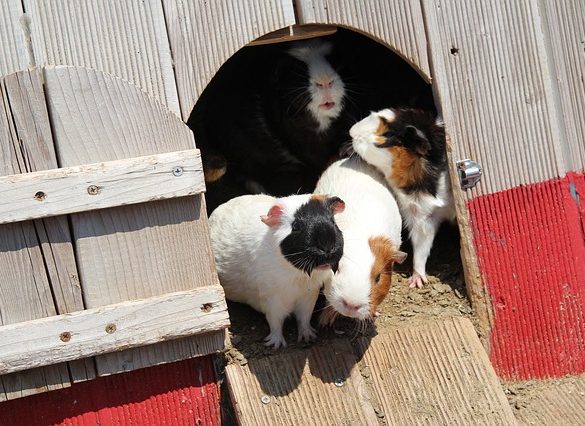 verschil hamster cavia