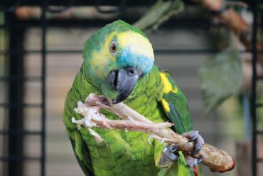 blauwvoorhoofdamazone verzorging