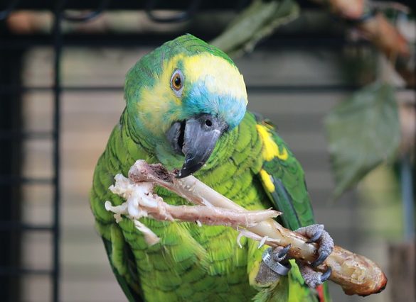 blauwvoorhoofdamazone verzorging