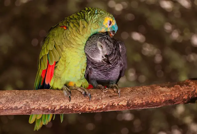 soorten papegaaien