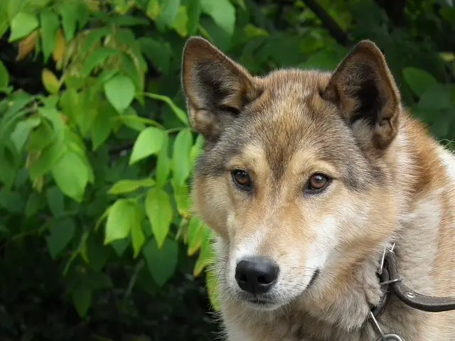 Oost-Siberische Laika wolf