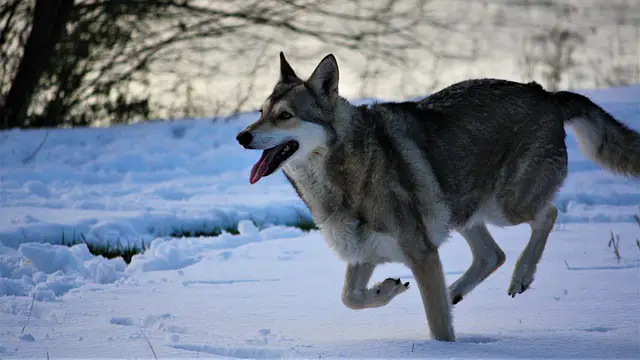 Oost-Siberische Laika wolf