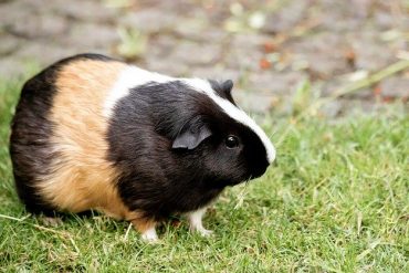 cavia banaan