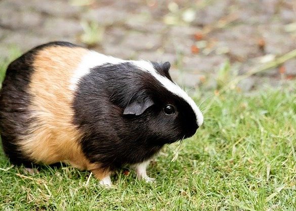cavia banaan