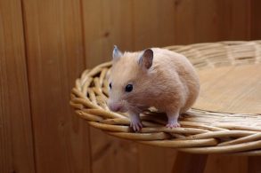 hamster paprika