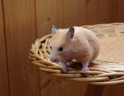 hamster paprika