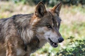 hond lijkt op wolf