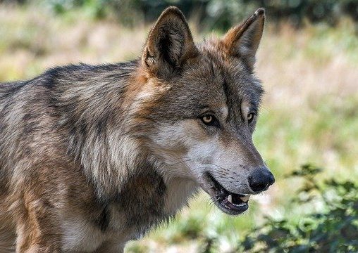 hond lijkt op wolf