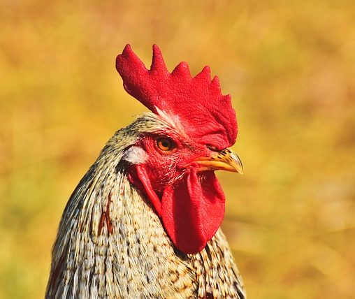 kip aardbei