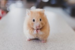 hamster aardappel eten
