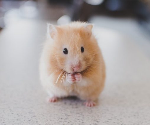 hamster aardappel eten