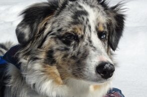 australian shepherd producten
