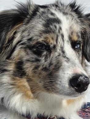 australian shepherd producten