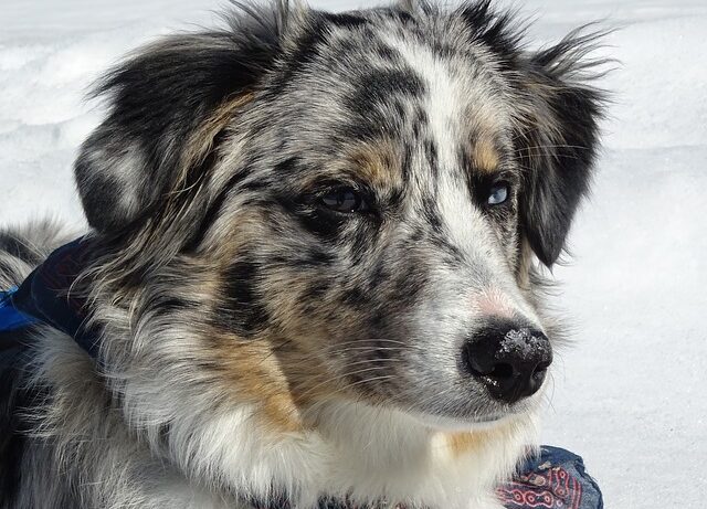 australian shepherd producten