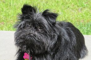 Affenpinscher fokkers