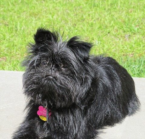 Affenpinscher fokkers