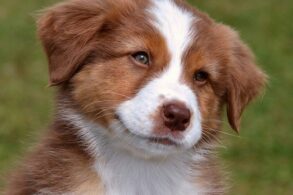 Australian Shepherd fokker