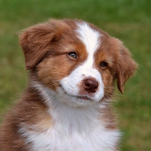 Australian Shepherd fokker