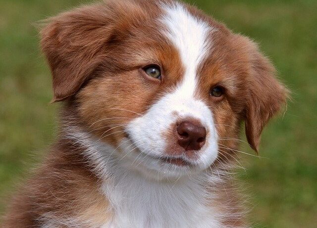 Australian Shepherd fokker