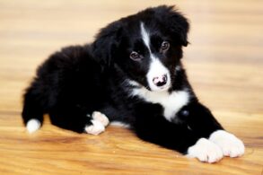 border collie fokkers