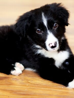 border collie fokkers