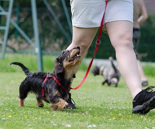 teckel los lopen