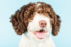 Spaanse waterhond waakhond