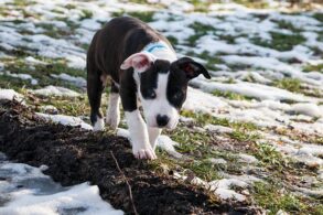 american Staffordshire Terrier pup