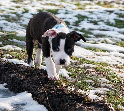 american Staffordshire Terrier pup