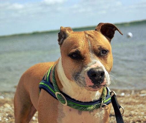 verhaart american staffordshire terrier