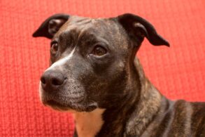 verschil american staffordshire terrier pitbull