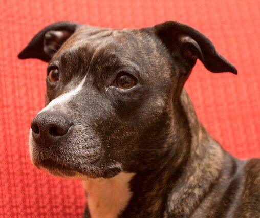 verschil american staffordshire terrier pitbull