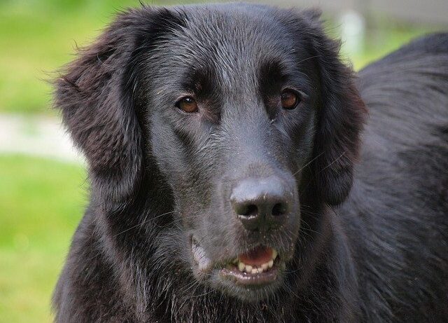 Flat Coated Retriever