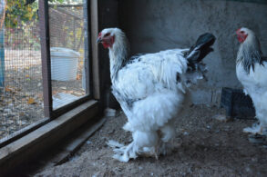 brahma kip